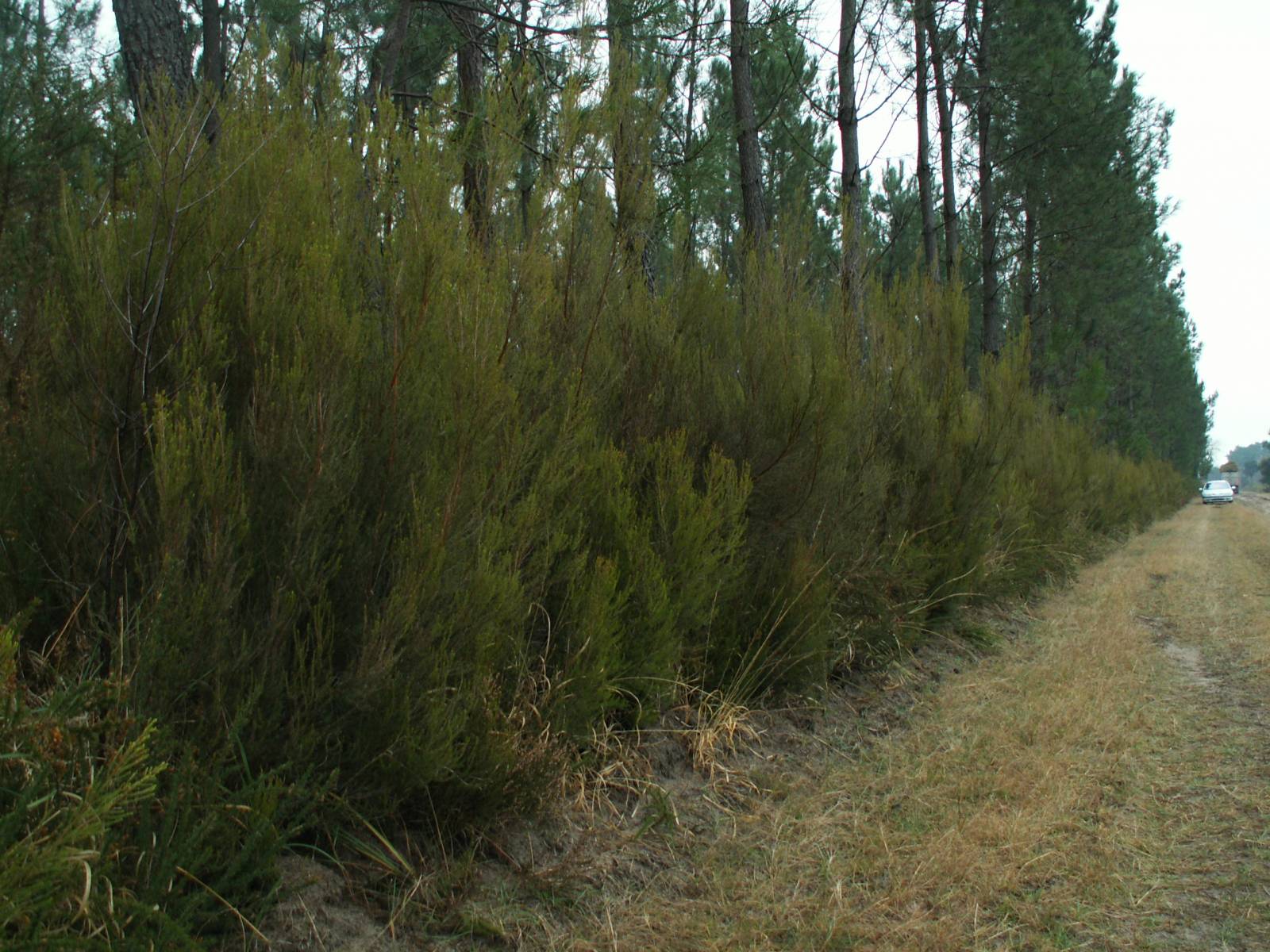 C'EST QUOI LA BRANDE DE BRUYERE ?
