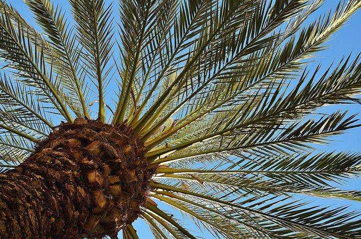 Acheter un palmier phénix prêt à planter pas cher dans une pépinière sur Bordeaux prés de Pessac