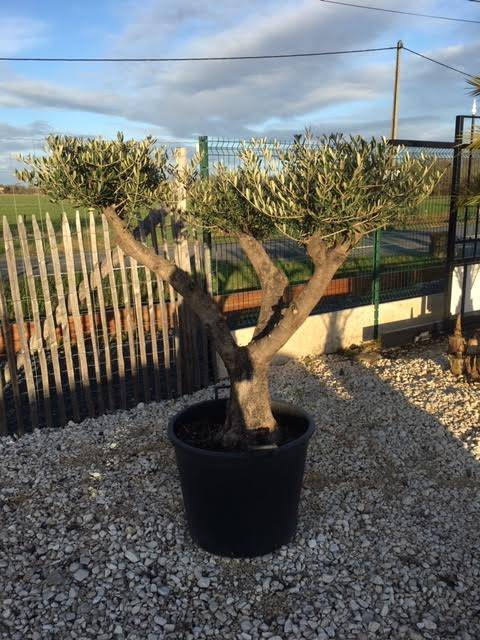 Vente d'olivier en pot prêt à planter pas cher en pépinière Bègles en Gironde 33