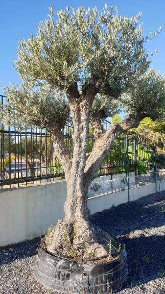Quel est le prix d'un olivier prêt à planter dans une pépinière ? Bordeaux proche Bassin d'Arcachon 33