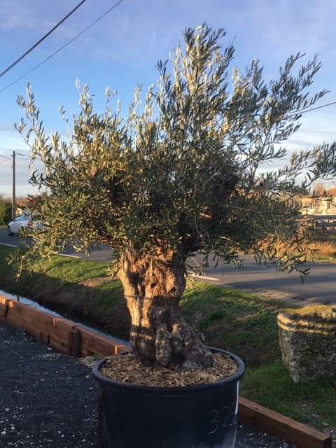Où acheter un bel olivier en pot à prix raisonnable dans le Médoc prés de Blanquefort ?