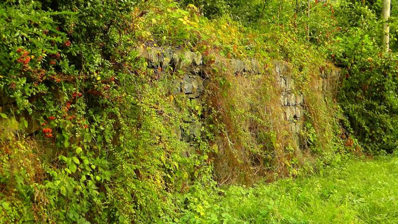 Devis pour coupe au pied d'une haie de jardin avec pose de clôture en panneaux de brande de bruyère 8cm vers Saint Médard en Jalles
